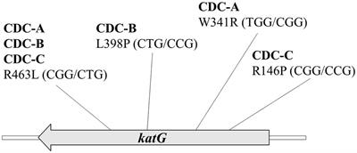 Two Novel katG Mutations Conferring Isoniazid Resistance in Mycobacterium tuberculosis